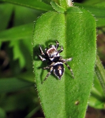 Habronattus carolinensis