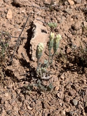 Chaenactis macrantha