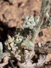 Chaenactis macrantha