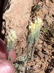 Chaenactis macrantha