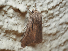 Pseudohadena vulnerea