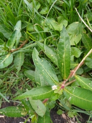 Angiospermae