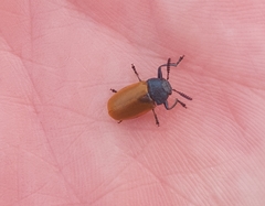 Labidostomis
