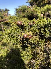 Cupressus goveniana