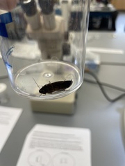 Cryptocercidae