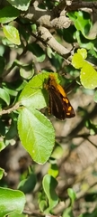 Metisella metis metis