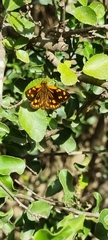 Metisella metis metis