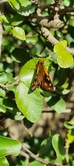 Metisella metis metis