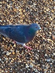 Columba livia domestica