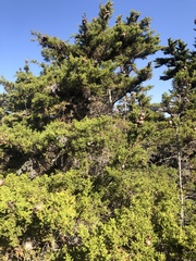 Cupressus goveniana