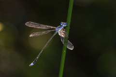Lestes tridens