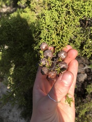 Cupressus goveniana