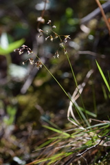 Anthoxanthum australe