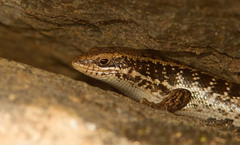 Heremites auratus