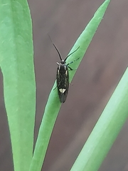 Esperia sulphurella