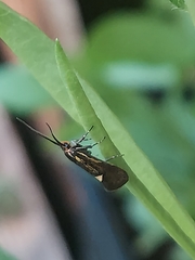Esperia sulphurella