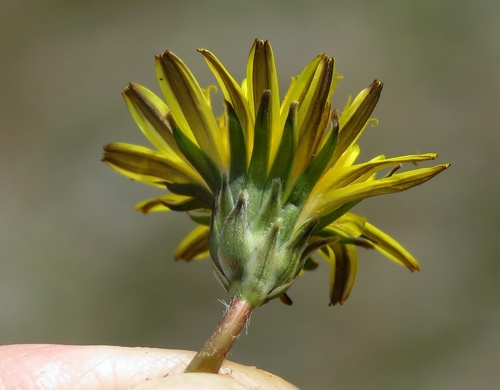 Taraxacum erythrospermum