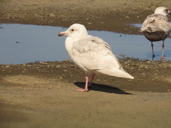 Larus glaucescens × hyperboreus