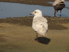 Larus glaucescens × hyperboreus