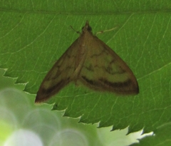 Crocidophora tuberculalis