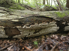 Inonotus glomeratus
