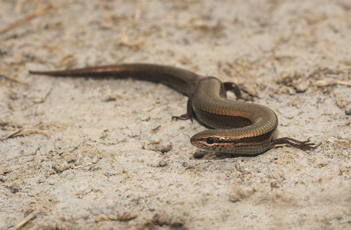 European Copper Skink, photo 3 of 7