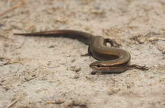 Ablepharus kitaibelii