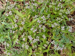 Valerianella eriocarpa