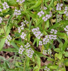Valerianella eriocarpa