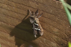 Phymatopus californicus