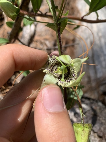 Oaxaca passionflower (Passiflora oaxacensis)