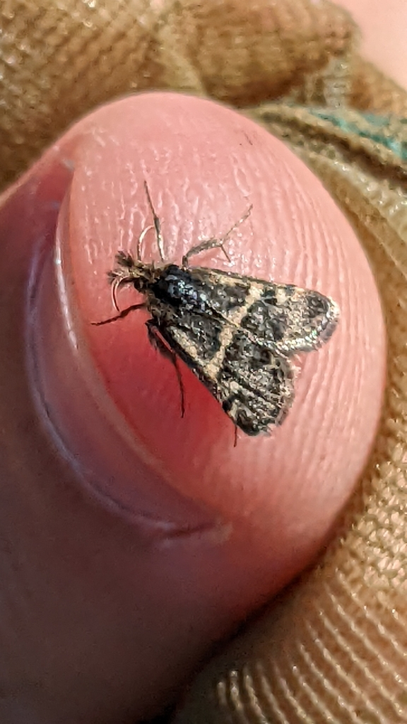 Titanio tarraconensis