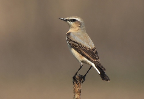 Foto de Northern Wheatear