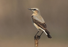 Northern Wheatear photo 2