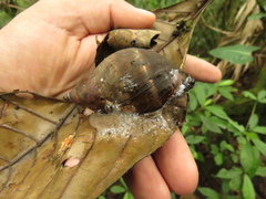 Hemibulimus dennisoni