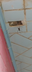 Nephilingis cruentata