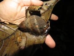 Hemibulimus dennisoni