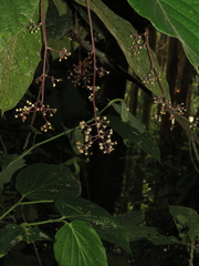 Ocotea macrophylla