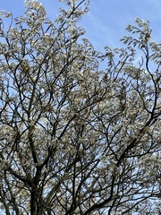 Amelanchier × lamarckii