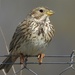 Corn Bunting - Photo (c) Valia Pavlou, some rights reserved (CC BY-NC), uploaded by Valia Pavlou