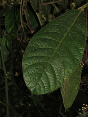 Ocotea macrophylla