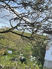 Amelanchier × lamarckii