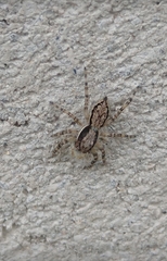 Menemerus bivittatus