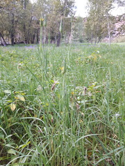 Tragopogon songoricus