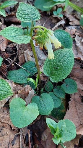 Creeping comfrey (Symphytum grandiflorum)