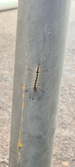 Eucereon xhantura