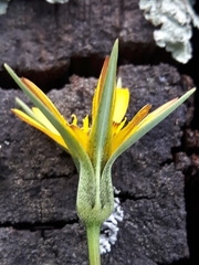 Tragopogon songoricus