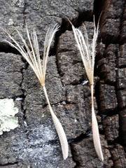 Tragopogon songoricus