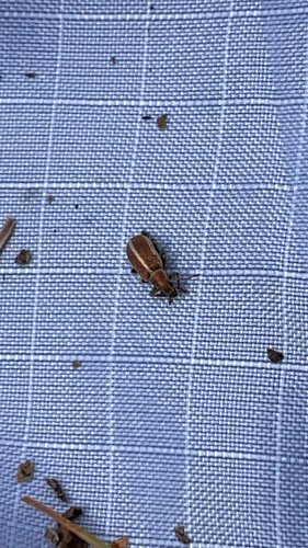 iNaturalist observation photo of Pachyrhinus elegans