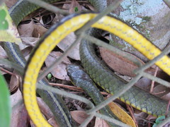 Chironius bicarinatus